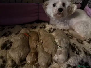 Maltipoo dogs Stunning Maltipoo puppies looking for a forever 🏡 - Advert 4