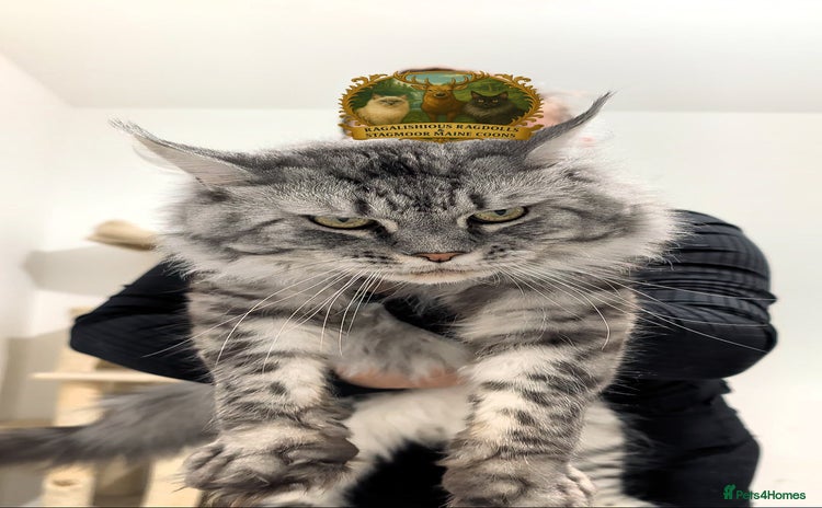 Maine Coon cats - Advert 1