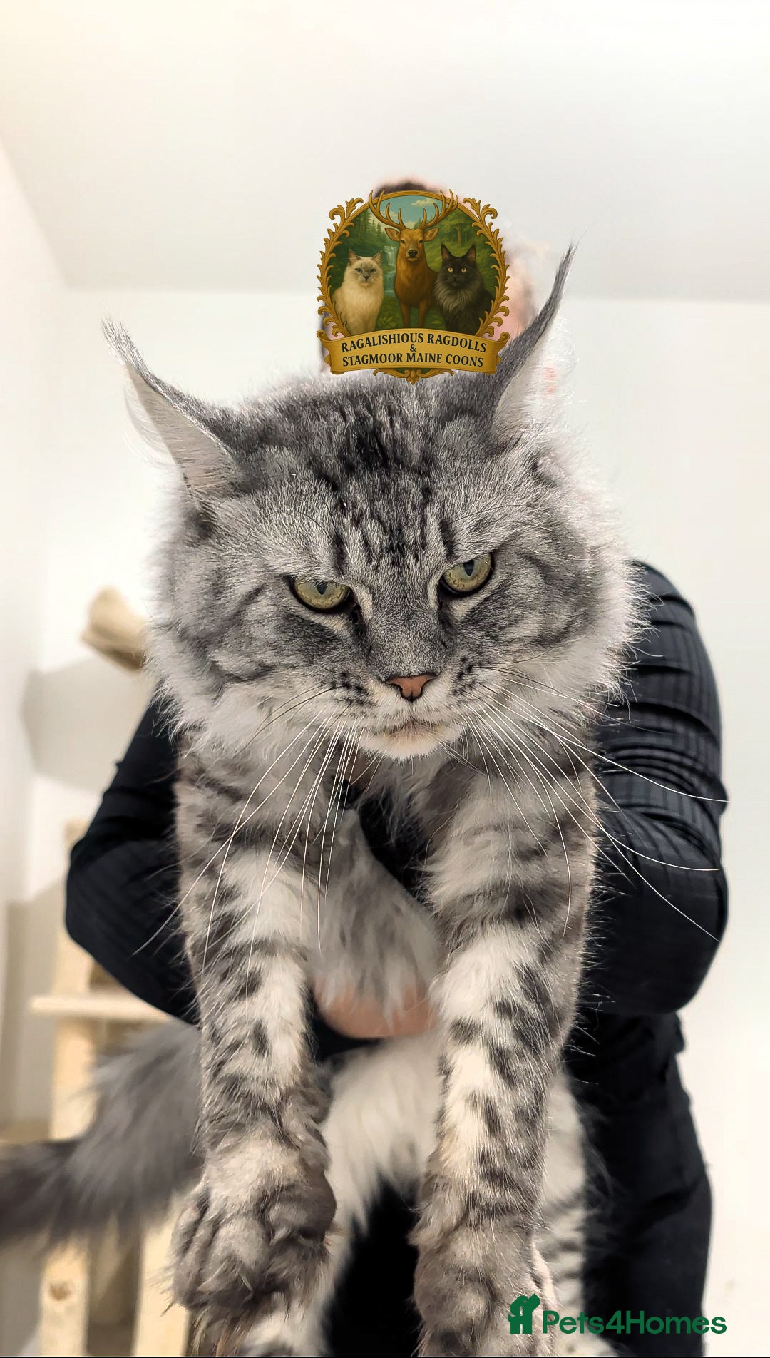 Maine Coon cats for stud: European Championship Carries Shaded GCCF & TICA - Advert 1