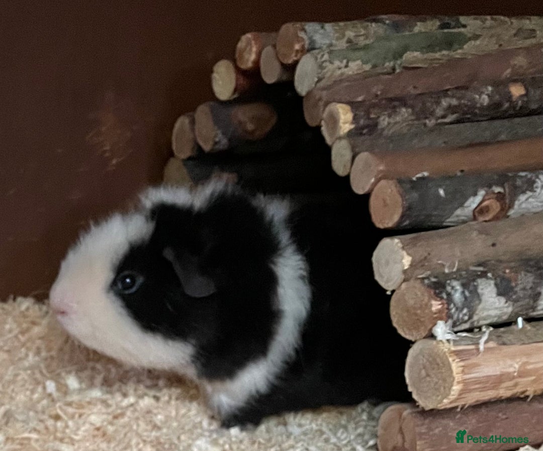 Guinea Pig rodents for sale: 2 bonded male guinea pigs - Advert 6