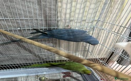 Ringnecks birds for sale: Indian ring necks  - Image 2