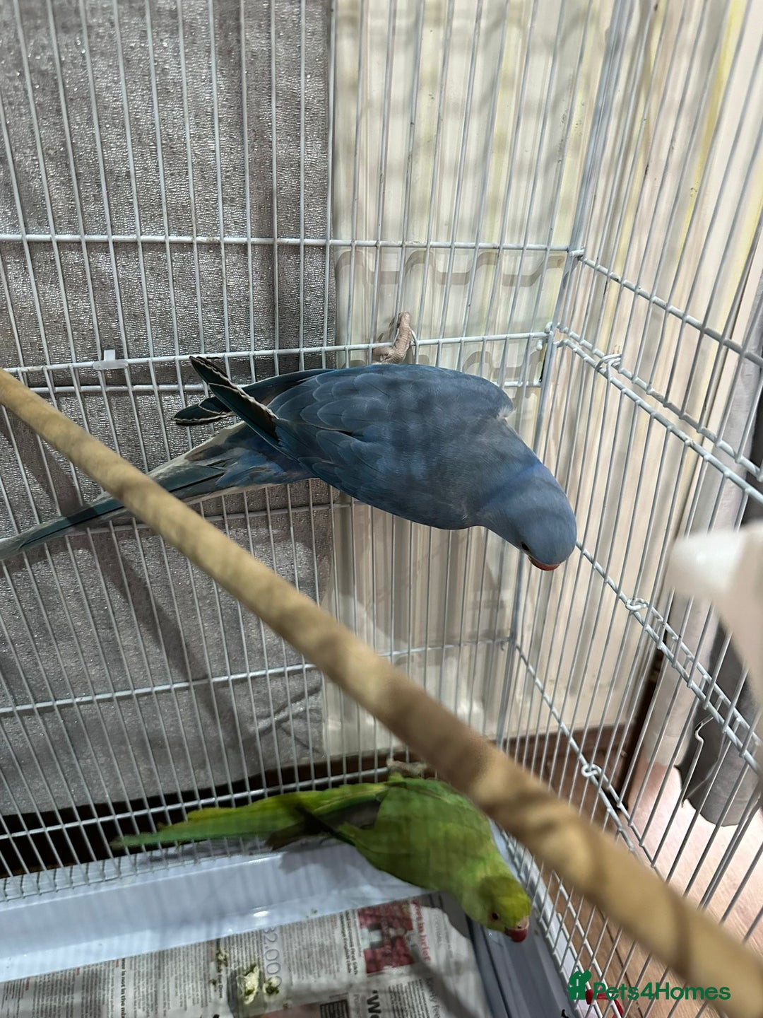 Ringnecks birds for sale: Indian ring necks  - Image 2