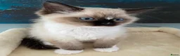 Ragdoll cats for sale: TICA REGISTERED PUREBRED RAGDOLL KITTENS AVAILABLE - Advert 23