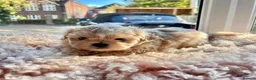 Shih Tzu dogs for sale: Four Beautiful Imperial Shih Tzu boys - Advert 3