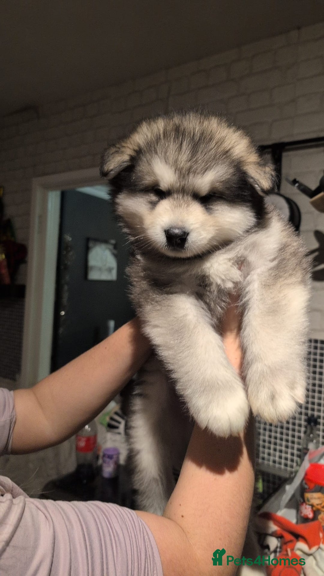 Alaskan Malamute dogs for sale: 2 left KC Alaskan malamute puppies champion lines - Advert 10