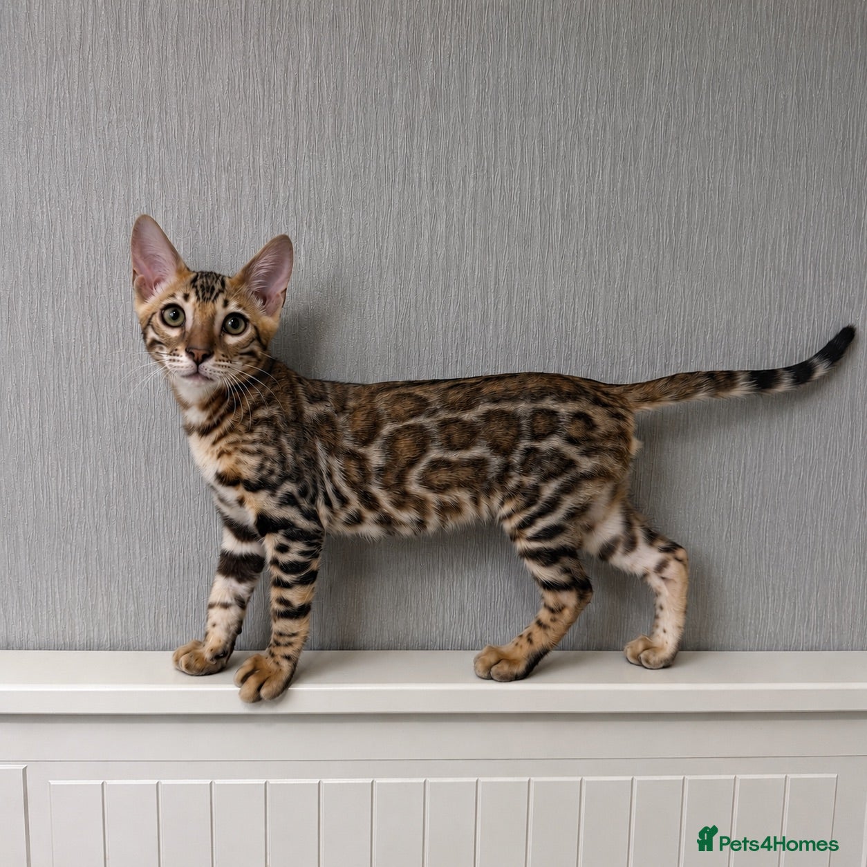 Bengal cats 🐆Adorable pedigree bengal kittens🐆 - Advert 1