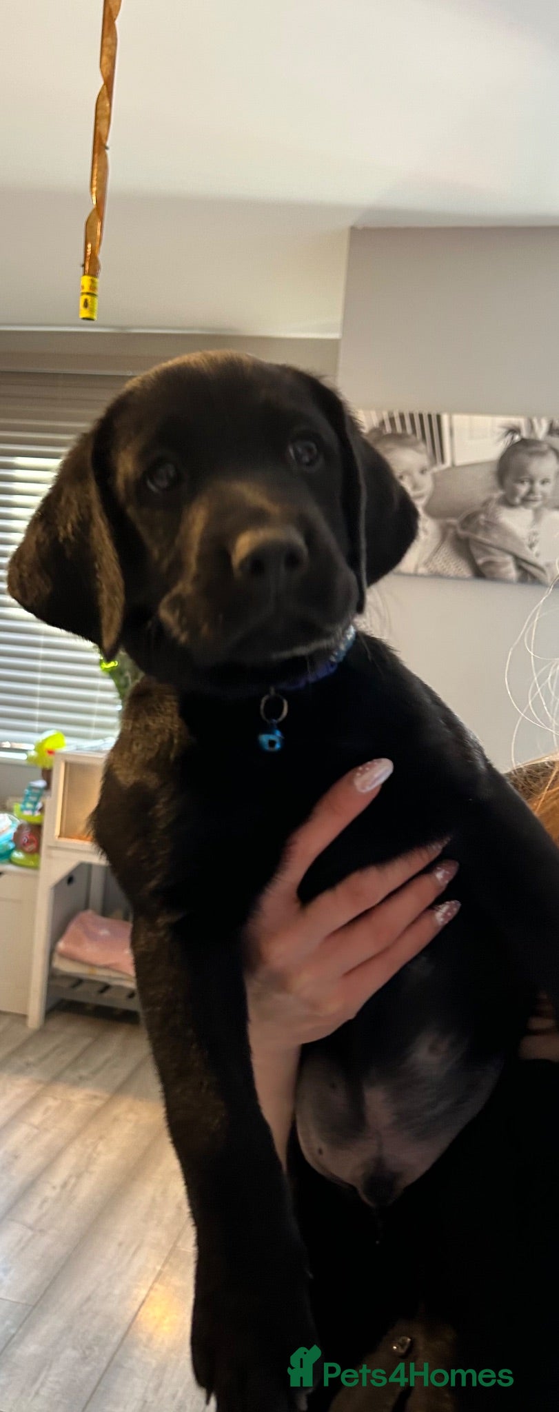 Labrador Retriever dogs Black Labrador puppies  - Advert 4