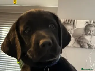 Labrador Retriever dogs Black Labrador puppies - Advert 2