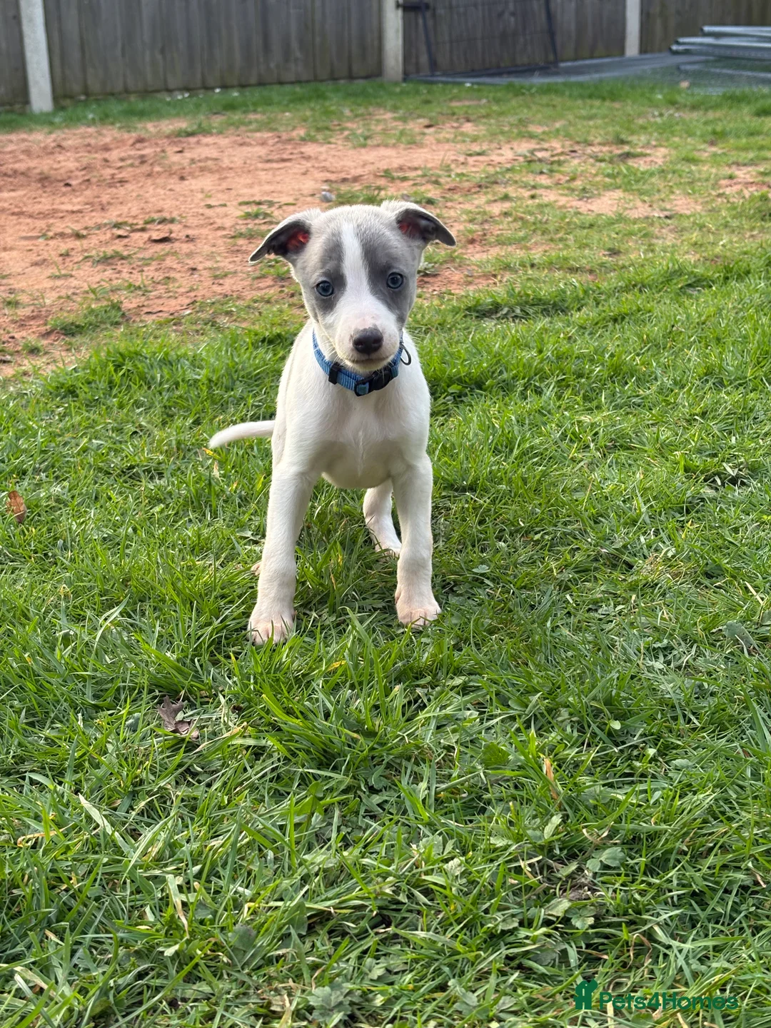 Whippet dogs for sale: 💕⭐️KC WHIPPET PUPS⭐️ 💕 - Advert 2