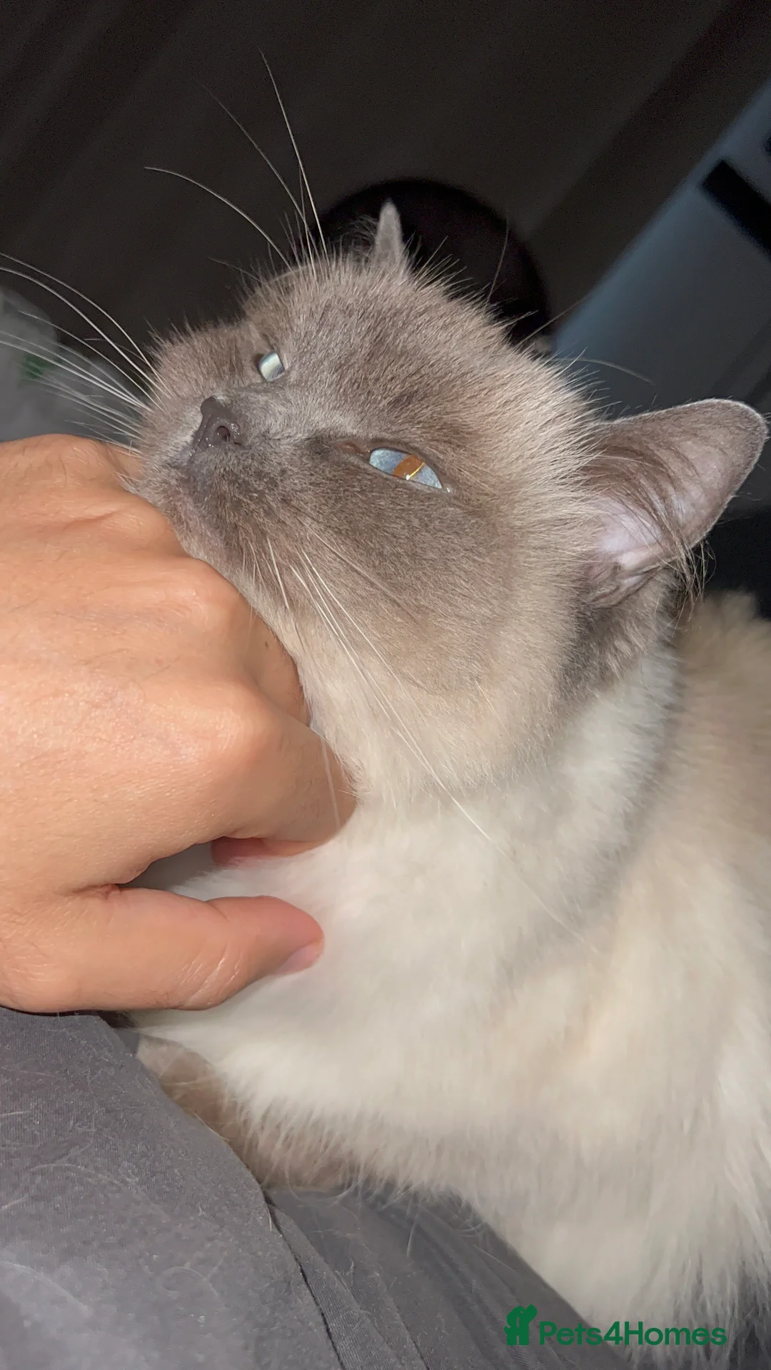 Ragdoll cats for sale: 🌸 GCCF Registered Ragdoll Kitten, Ready 🌸 - Advert 2