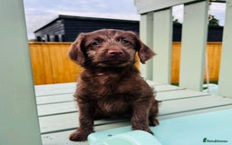 Labradoodle dogs for sale: Chocolate Merle Labradoodle Babies 🐾🐾🐾 - Advert 16