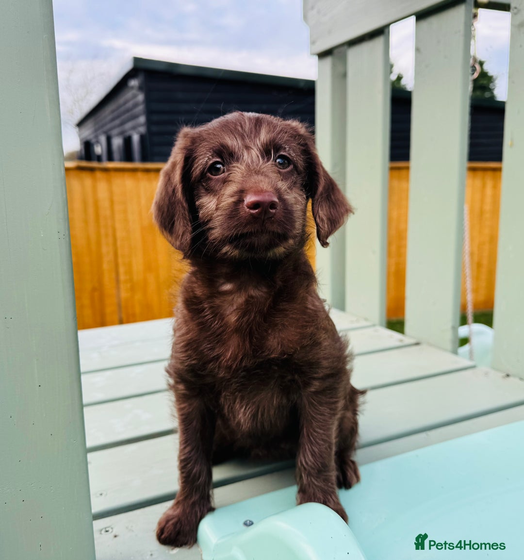 Labradoodle dogs for sale: Chocolate Merle Labradoodle Babies 🐾🐾🐾 - Advert 16