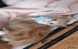 Domestic Shorthair cats for sale: READY NOW! 3 kittens for sale 2 boys 1 girl.  - Image 2