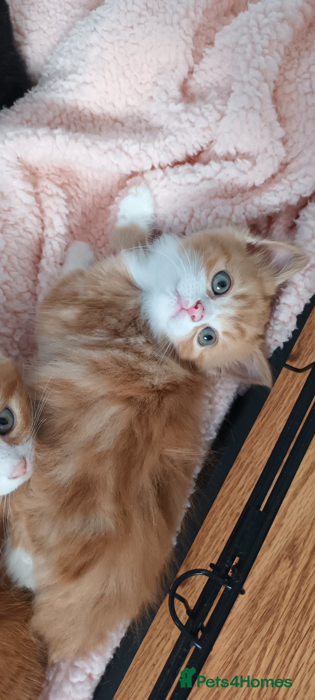 Domestic Shorthair cats for sale: READY NOW! 3 kittens for sale 2 boys 1 girl.  - Image 2