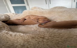 Hungarian Vizsla dogs for sale:  Adorable Vizsla Puppies for Sale🐶😍❤️ - Image 4
