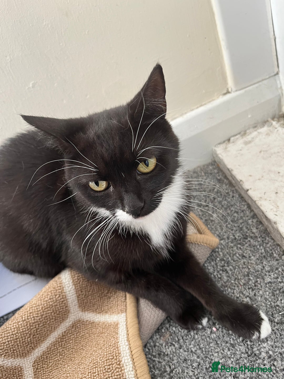 Mixed Breed cats for sale: Female cat ******  - Image 3