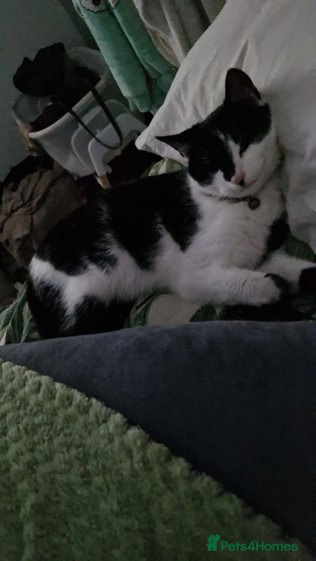 Mixed Breed cats for sale: Female cat - Advert 2