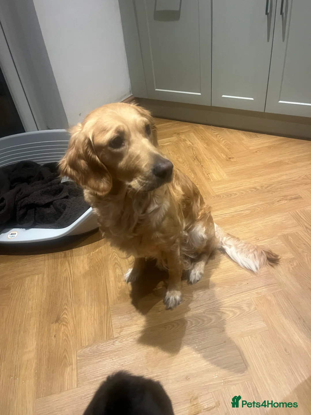 Golden Retriever dogs for sale: Exceptional Golden Retriever-Loving Temperament  in Port Talbot - Advert 15