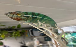 Chameleon reptiles for sale: Ambilobe male chameleon - Image 1