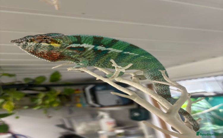 Chameleon reptiles - Advert 1