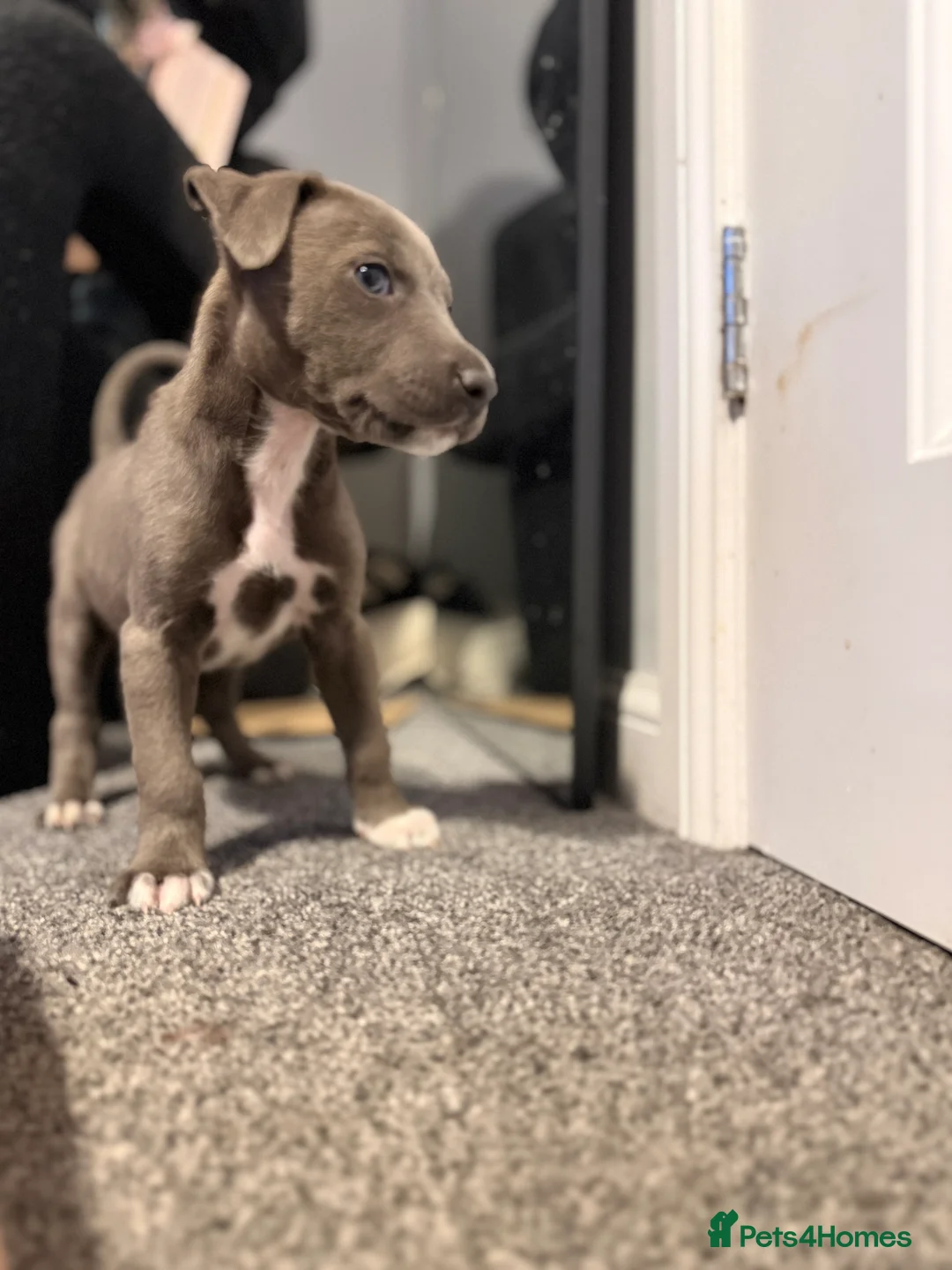 Lurcher dogs for sale: Lurchers (Bull Greyhounds) - Advert 1