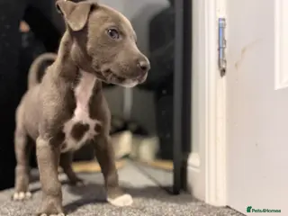 Lurcher dogs Lurchers (Bull Greyhounds) - Advert 14