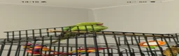 Ringnecks birds for sale: Indian Ringneck  in Stoke-on-Trent - Advert 2