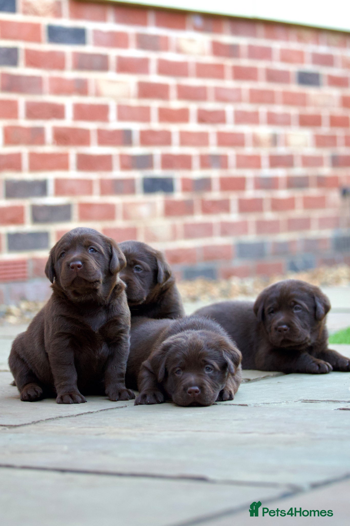 Labrador Retriever dogs PREMIUM SHOW LINES ENGLISH LABRADOR PUPPIES  - Advert 2