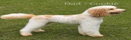 Bordoodle dogs for sale: Beautiful Bordoodle/Colliepoo  - Advert 13