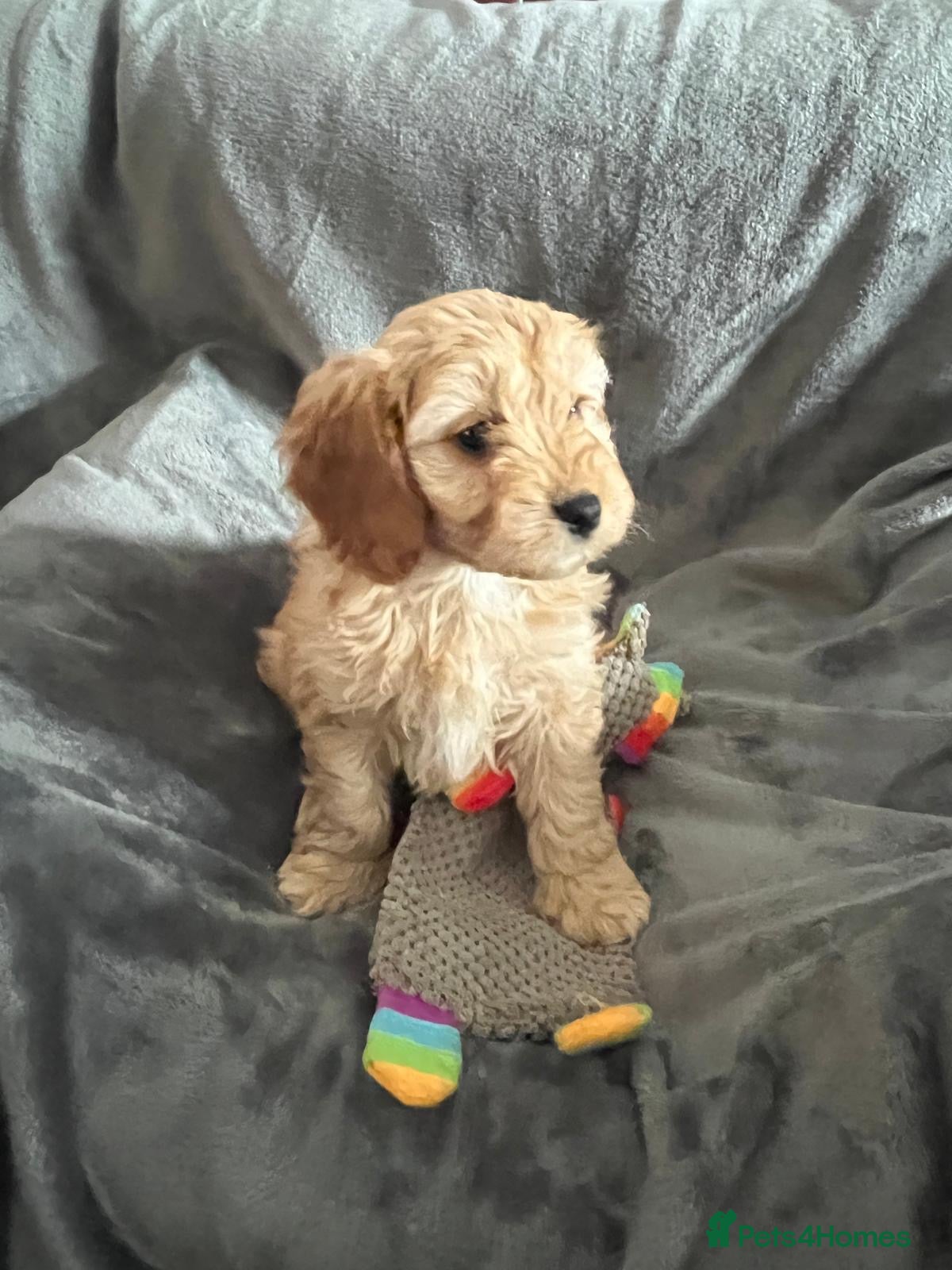 Cavapoo dogs Heath Tested Cavapoo puppies 1 boy remaining  - Advert 4