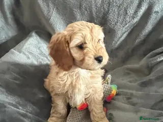 Cavapoo dogs Heath Tested Cavapoo puppies 1 boy remaining - Advert 4