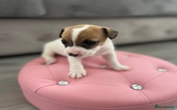 Parson Russell dogs for sale: 5 Gorgeous Parson Russells - Image 9