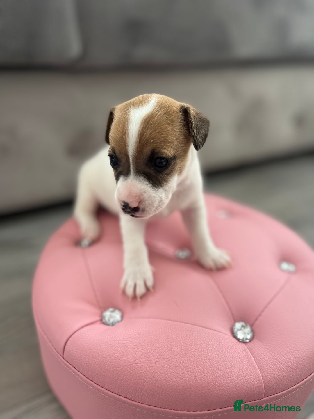 Parson Russell dogs for sale: 5 Gorgeous Parson Russells - Image 9