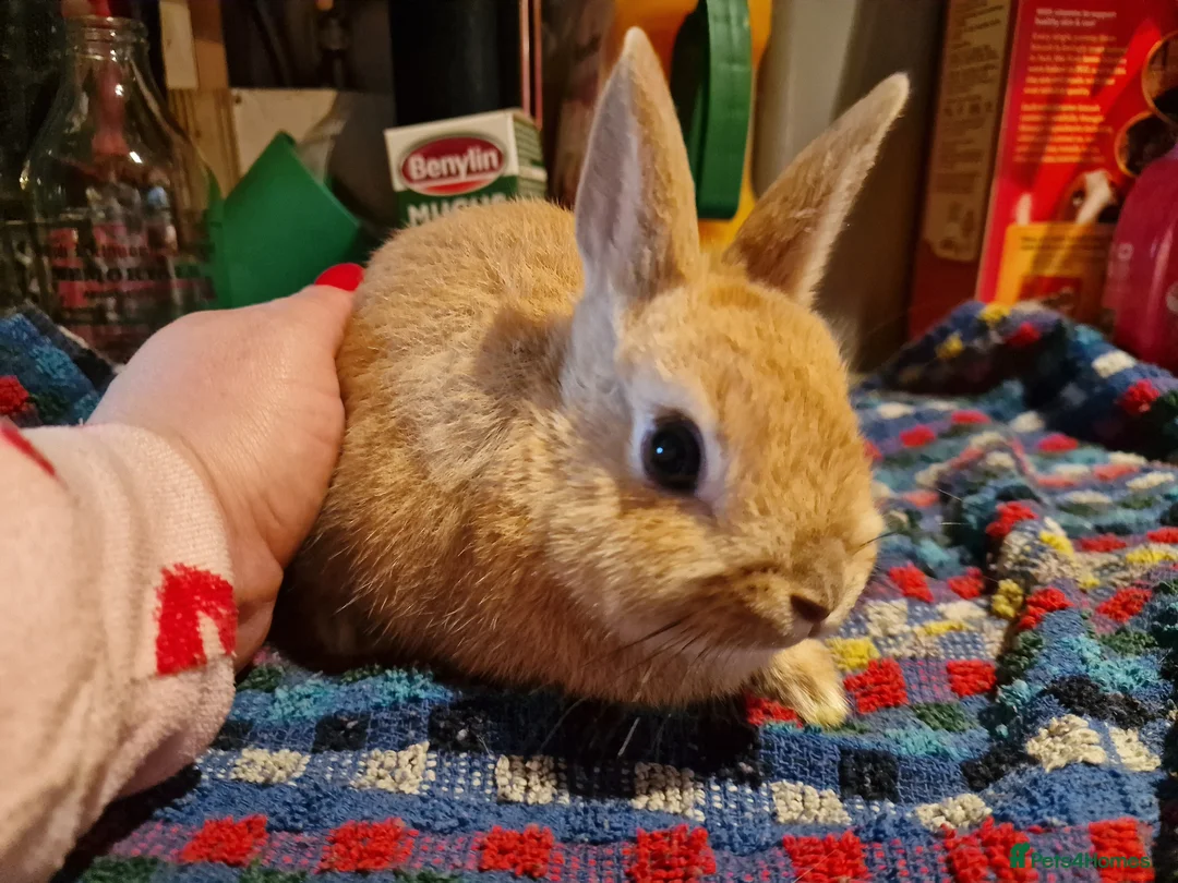 Netherland Dwarf rabbits for sale: Netherland dwarf girl  - Advert 1