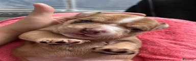Woody