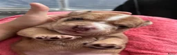 Mixed Breed dogs for sale: OLDE STAFF ENGLISH BULLDOGGE - Advert 6