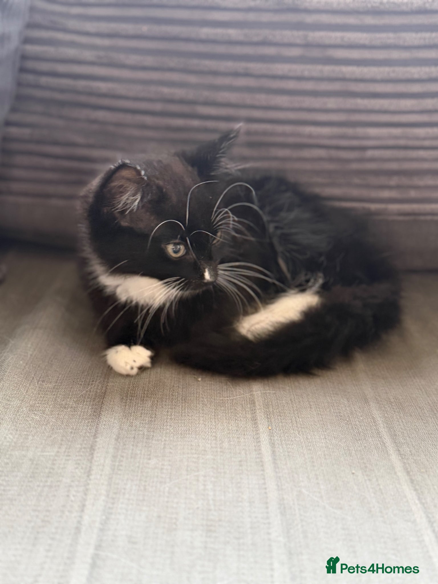 European cats for sale: £20-£50 kittens ready to go - Advert 9