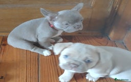 French Bulldog dogs for sale: Healthy and great looking litter. KC registered. - Image 3