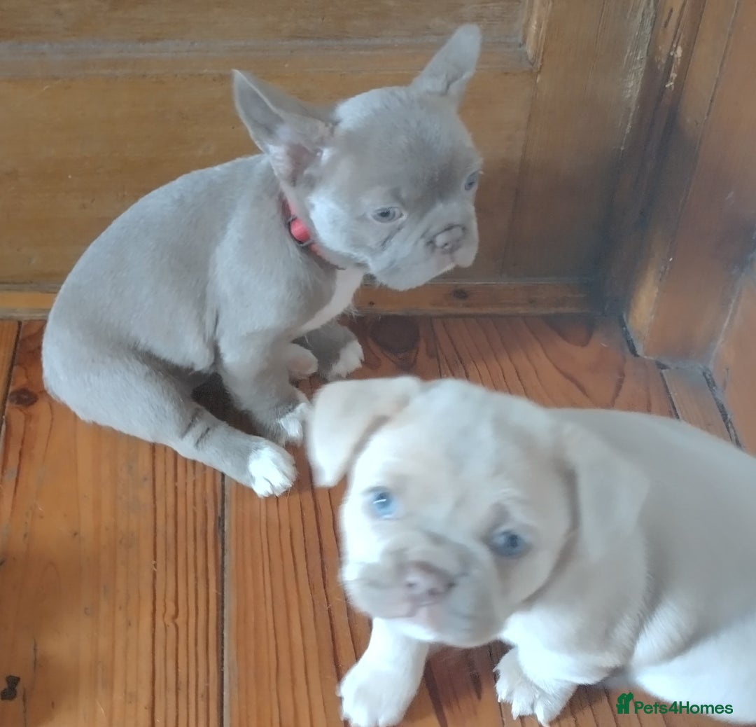French Bulldog dogs for sale: Healthy and great looking litter. KC registered. - Image 3
