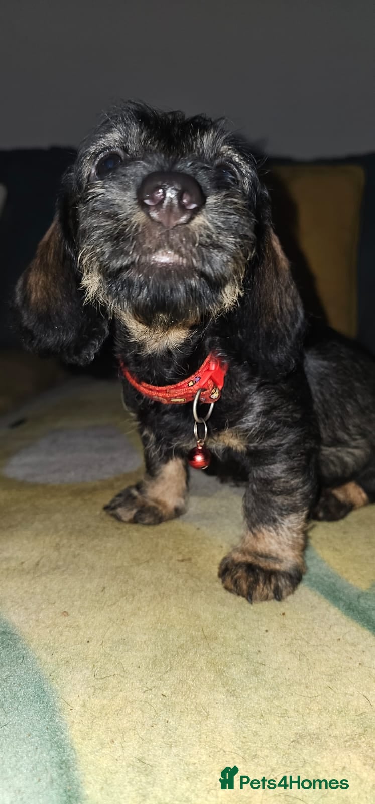 Dachshund dogs 2 male puppies ready for their forever homes. - Advert 1