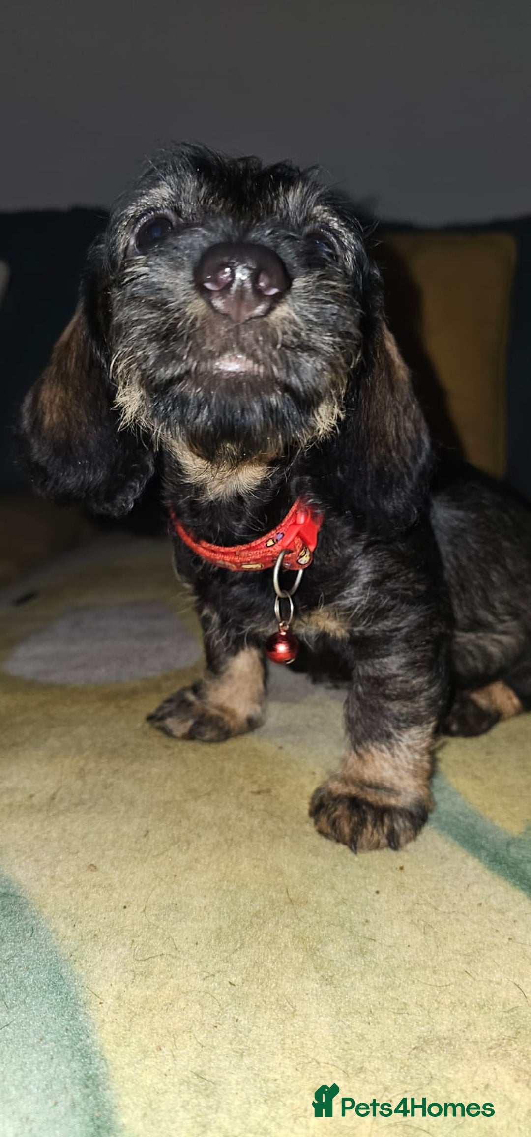 Dachshund dogs for sale: 2 male puppies ready for their forever homes. - Advert 1