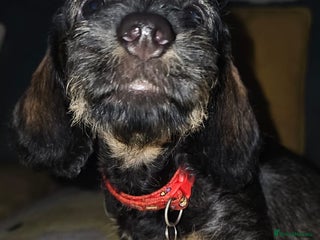 Dachshund dogs 2 male puppies ready for their forever homes. - Advert 4