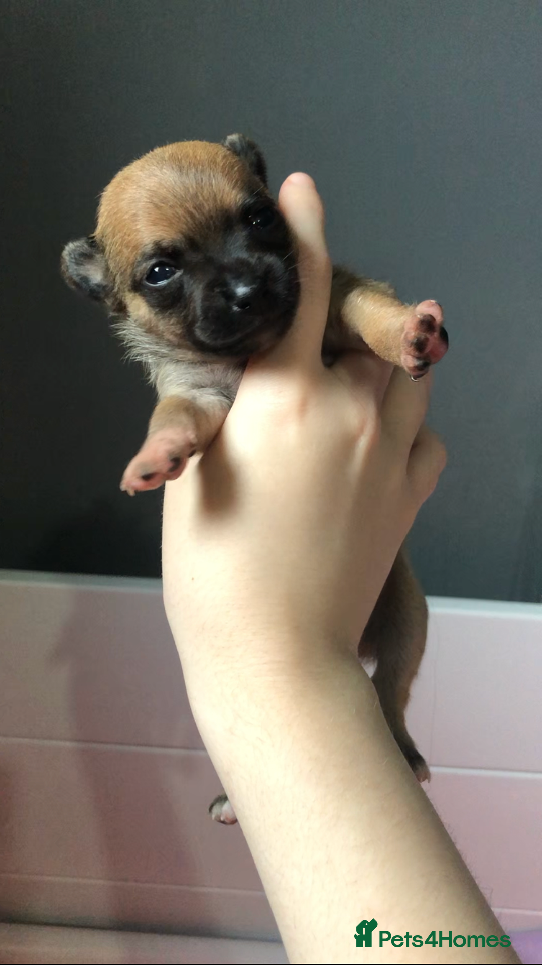 Pomchi dogs for sale: 🐾MALE POMCHI PUPPIES🐾 - Advert 28