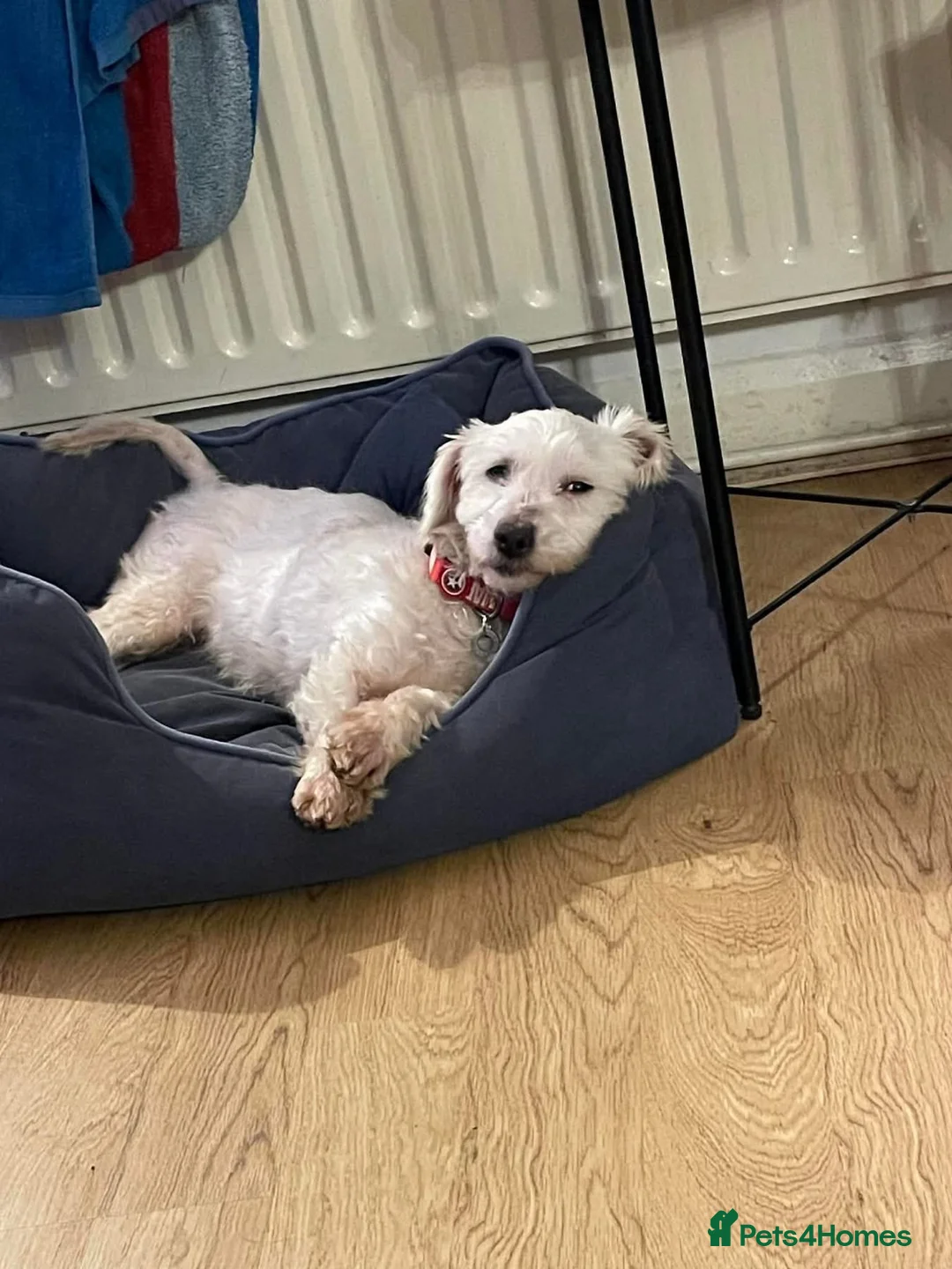 Coton De Tulear dogs for adoption: Honey - Hingham Norfolk  in Norwich - Advert 6