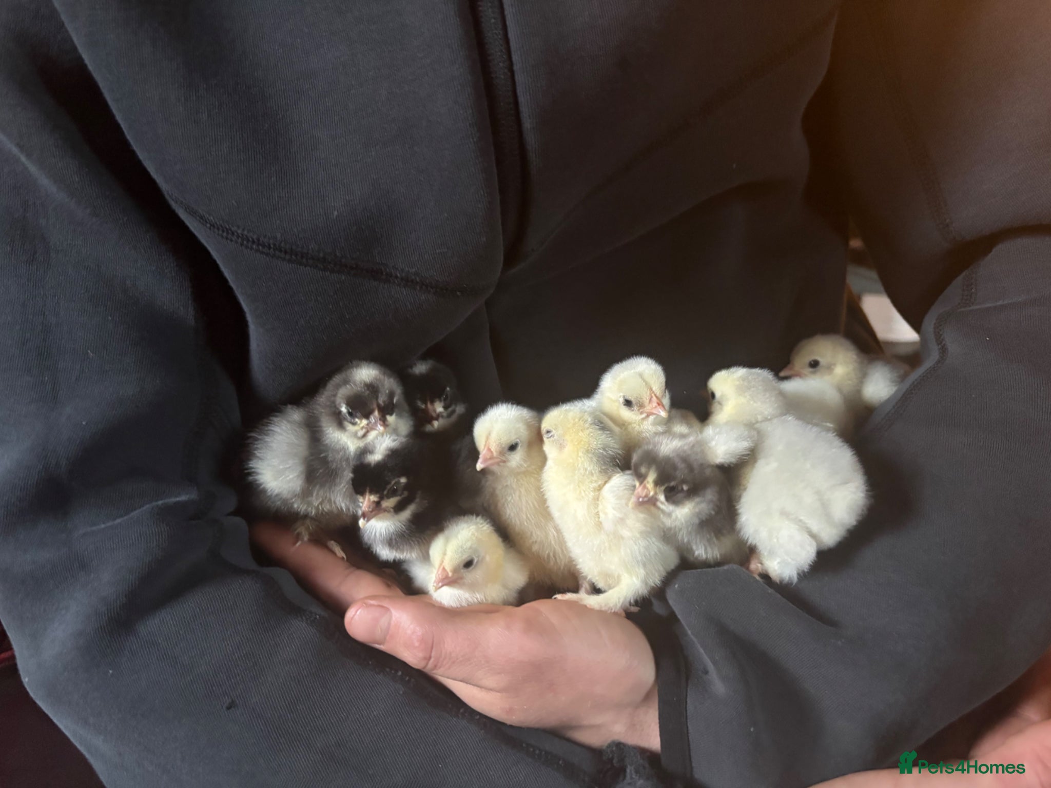 Chickens poultry Adorable Lilac Pekin Bantams & Mixed Chicks - Advert 1