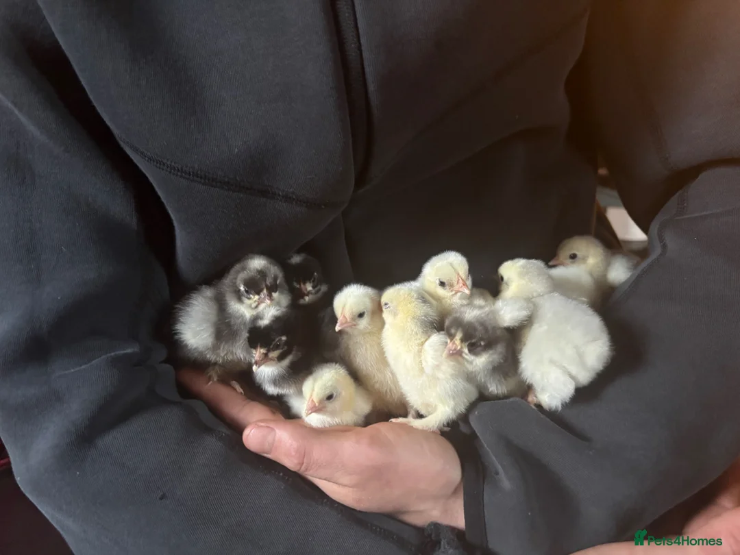 Chickens poultry for sale: Adorable Lilac Pekin Bantams & Mixed Chicks in Port Talbot - Advert 1