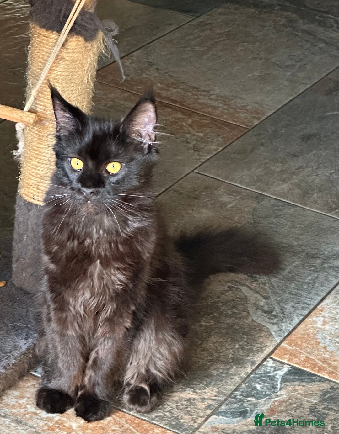 Maine Coon cats for sale:  Tica active registered Beauitful big kittens  in Wednesbury - Image 19