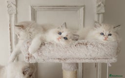 Ragdoll cats for sale: Amazing Ragdoll kittens - Image 3