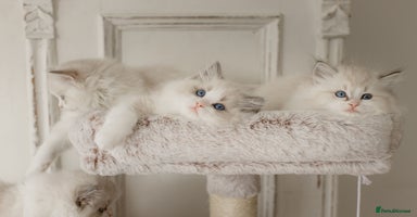 Ragdoll cats - Advert 7