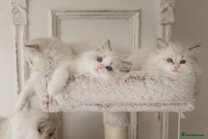 Ragdoll cats - Advert 7